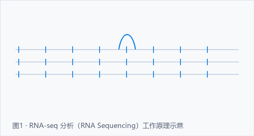 RNA-seq 分析示意图