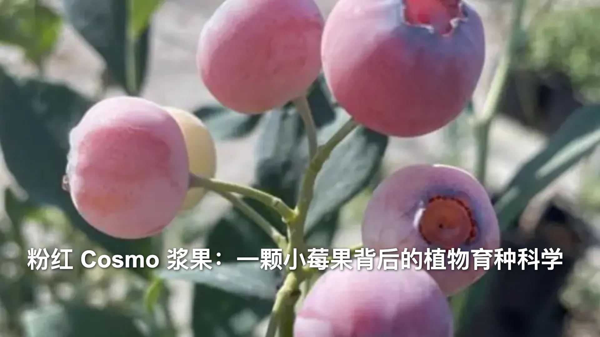 粉红 Cosmo 浆果:一颗小莓果背后的植物育种科学